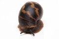 Archachatina marginata egregia Cameroon typ 2b semiadult